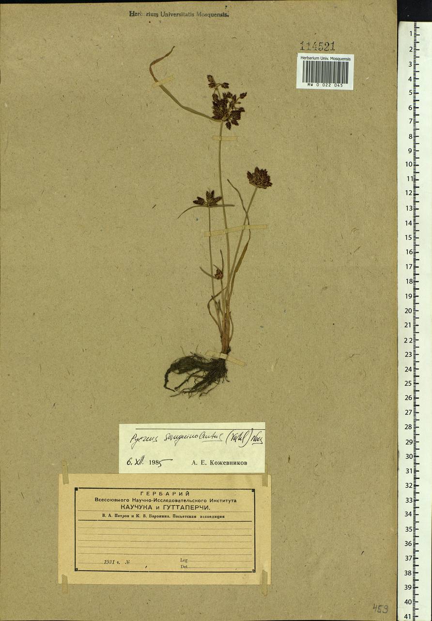 Cyperus sanguinolentus Vahl, Siberia, Russian Far East (S6) (Russia)