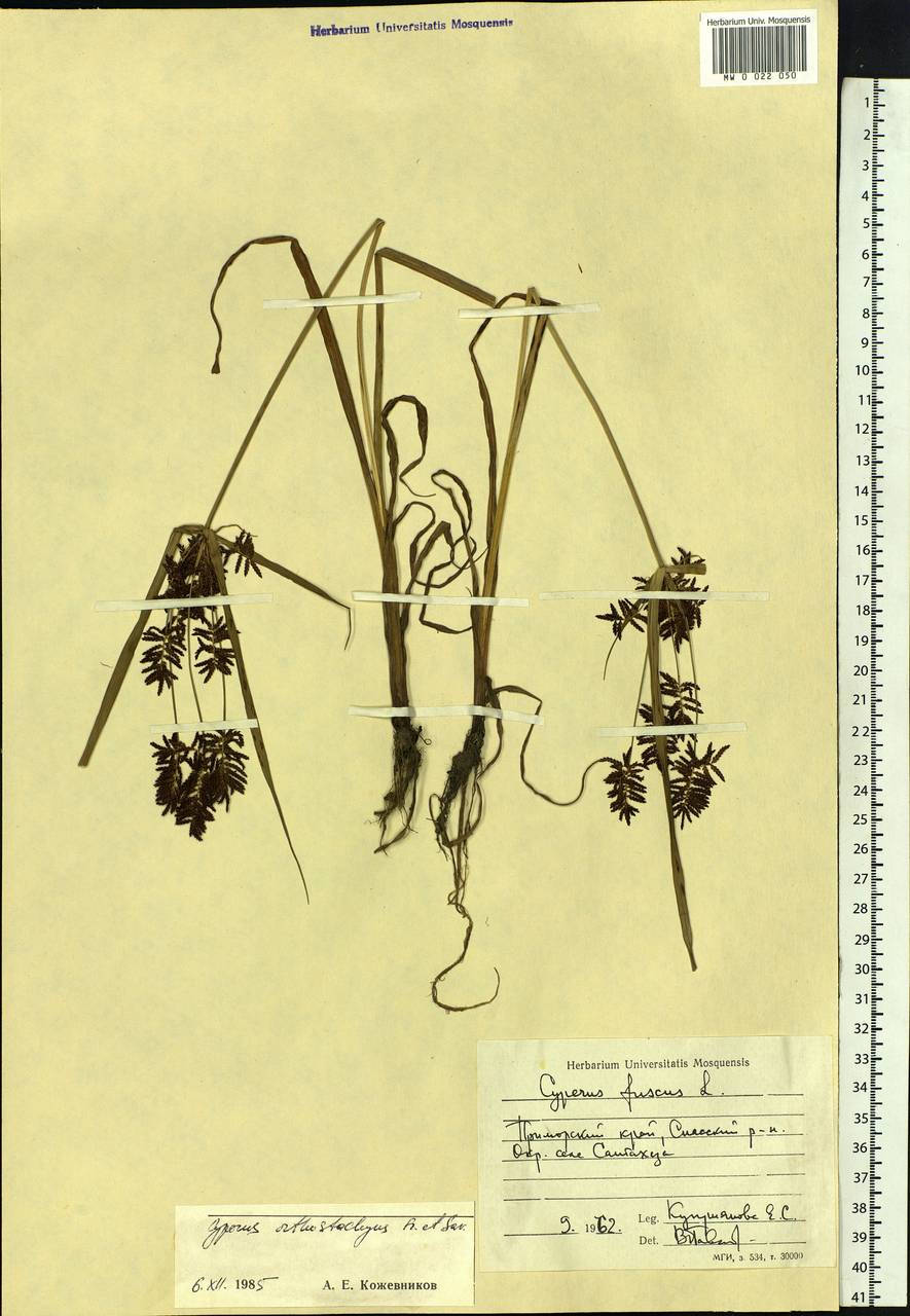 Cyperus orthostachyus Franch. & Sav., Siberia, Russian Far East (S6) (Russia)