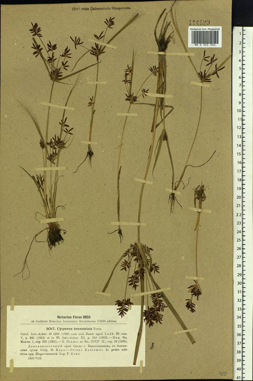 Cyperus orthostachyus Franch. & Sav., Siberia, Russian Far East (S6) (Russia)
