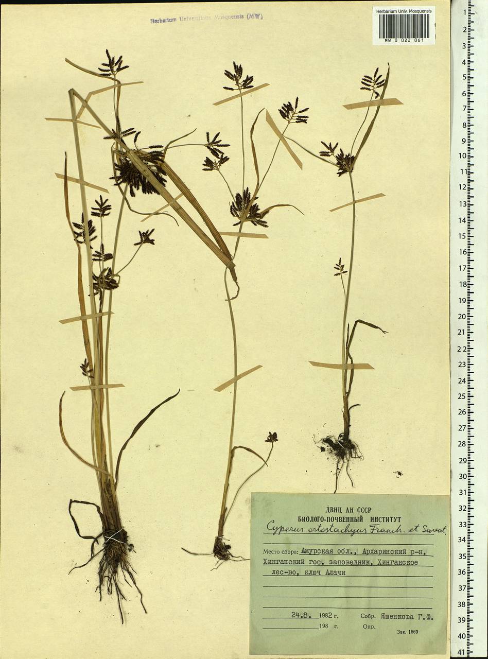 Cyperus orthostachyus Franch. & Sav., Siberia, Russian Far East (S6) (Russia)