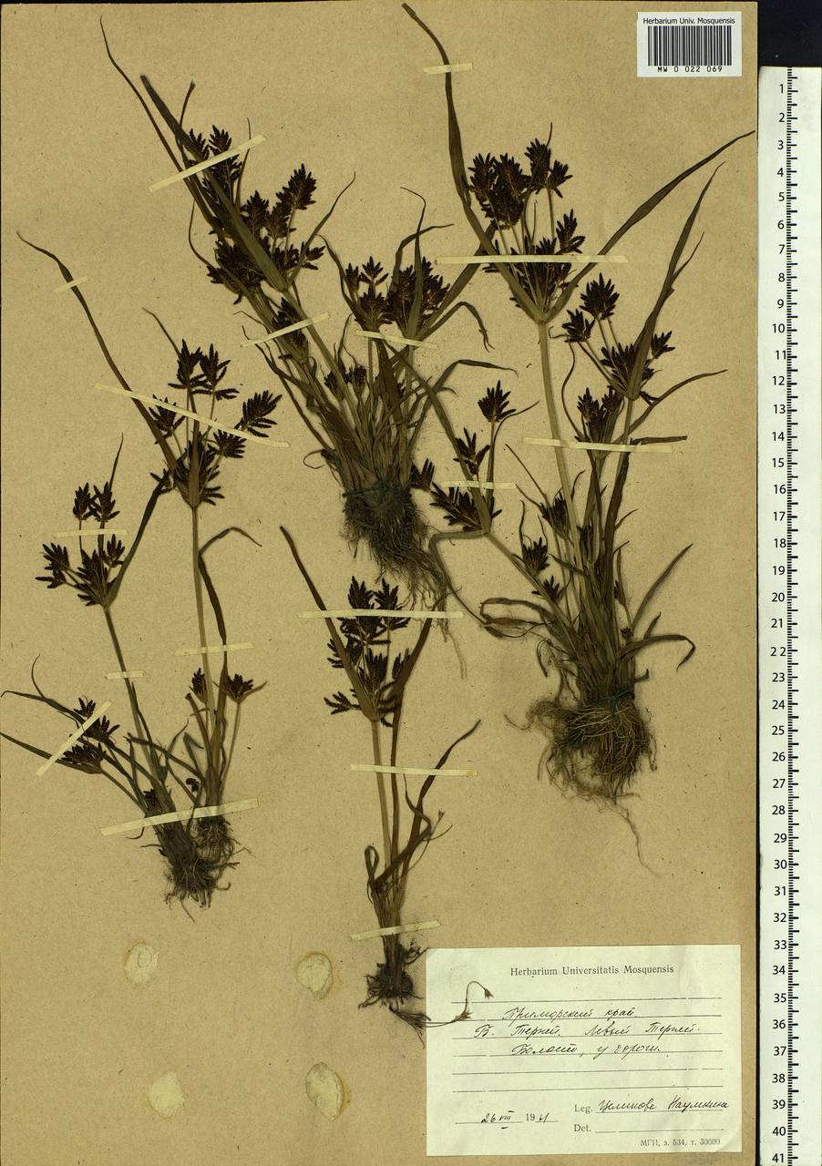 Cyperus orthostachyus Franch. & Sav., Siberia, Russian Far East (S6) (Russia)