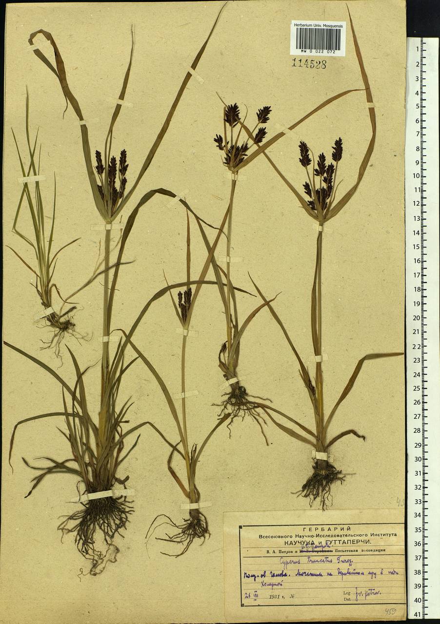 Cyperus orthostachyus Franch. & Sav., Siberia, Russian Far East (S6) (Russia)