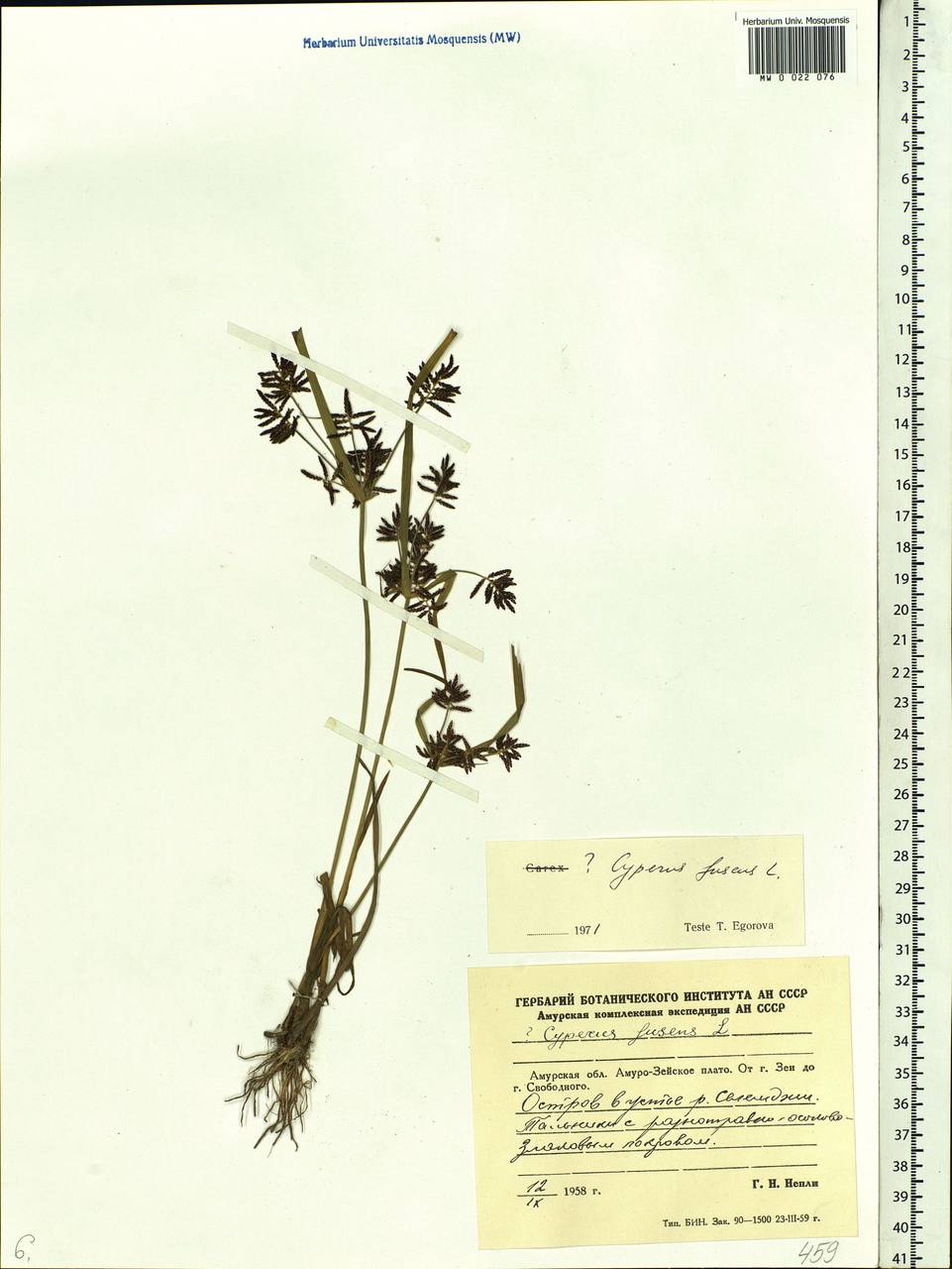 Cyperus orthostachyus Franch. & Sav., Siberia, Russian Far East (S6) (Russia)
