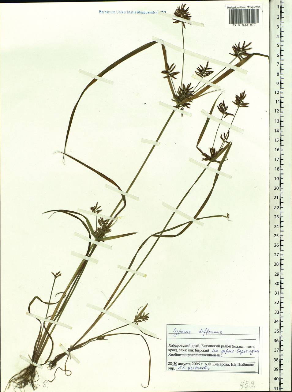 Cyperus orthostachyus Franch. & Sav., Siberia, Russian Far East (S6) (Russia)
