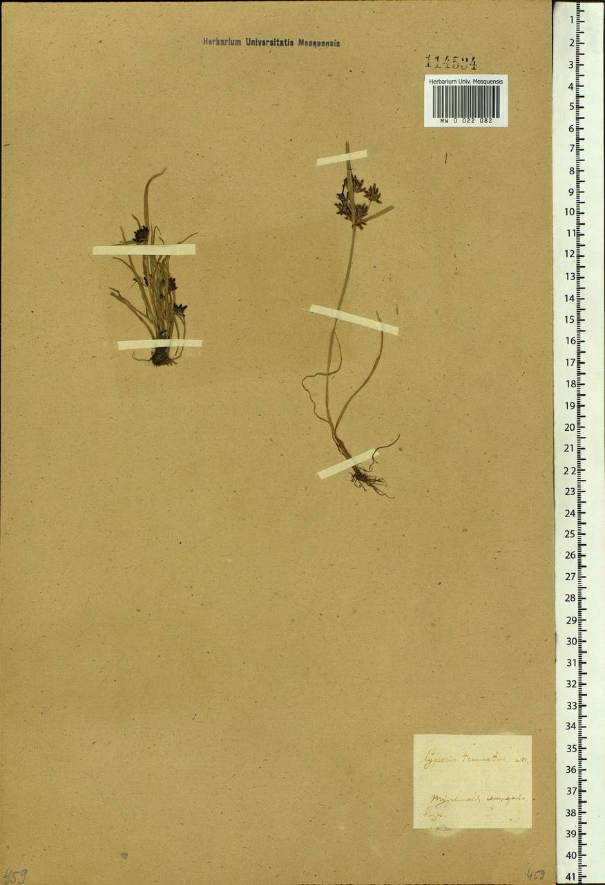 Cyperus orthostachyus Franch. & Sav., Siberia, Baikal & Transbaikal region (S4) (Russia)