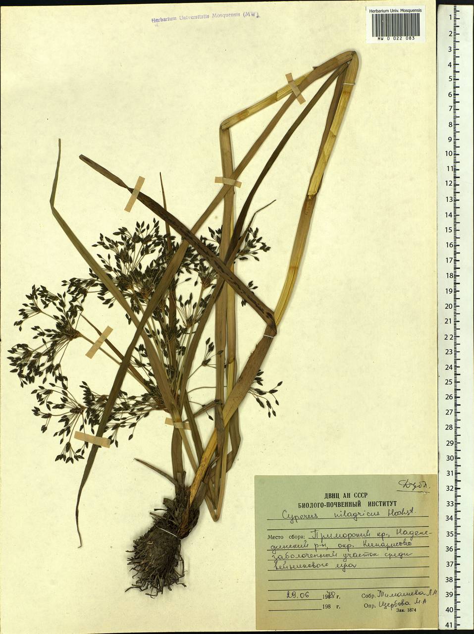 Cyperus flavidus Retz., Siberia, Russian Far East (S6) (Russia)