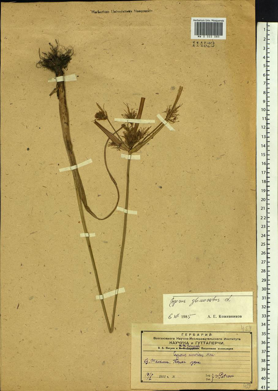 Cyperus glomeratus L., Siberia, Russian Far East (S6) (Russia)