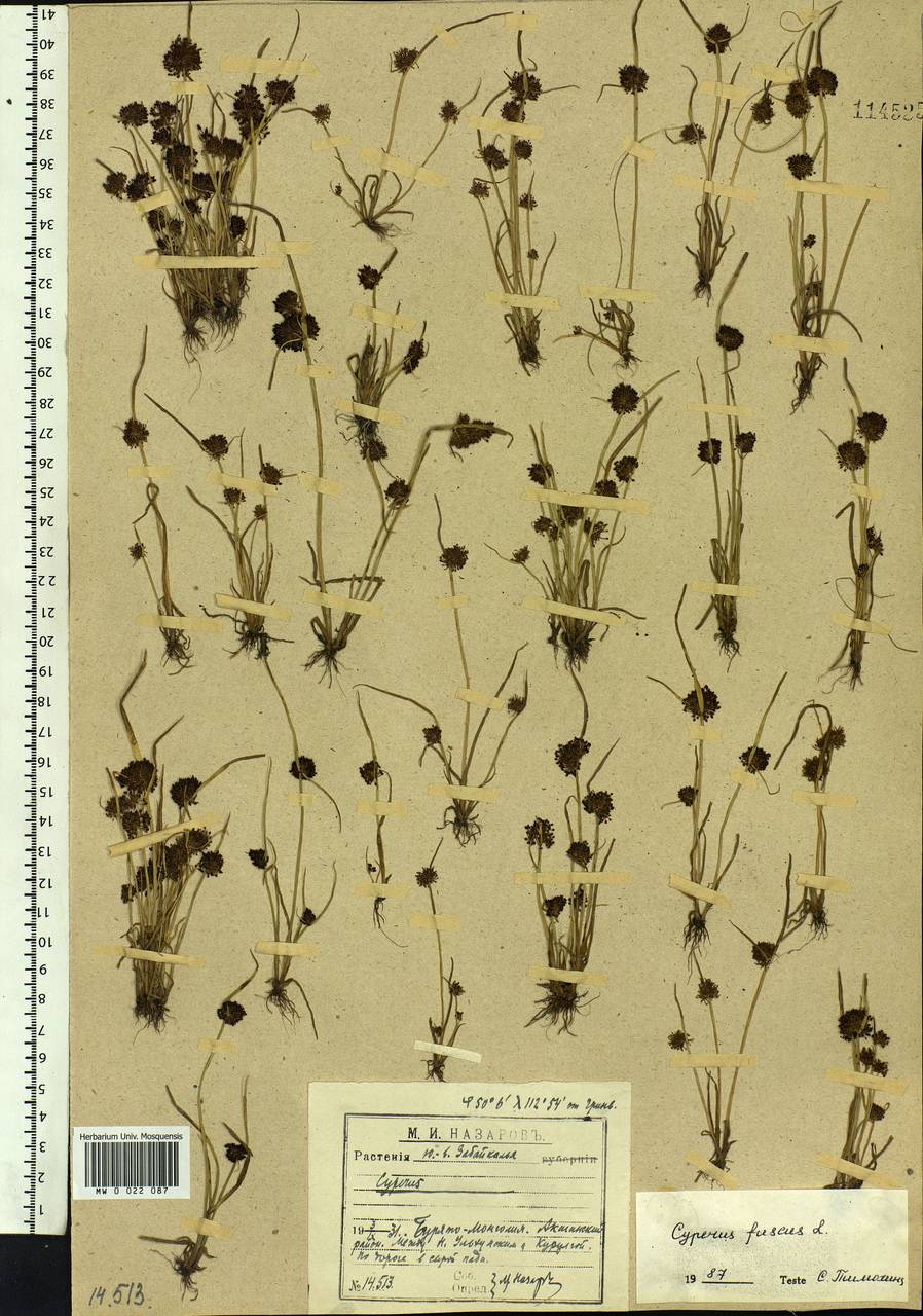 Cyperus fuscus L., Siberia, Baikal & Transbaikal region (S4) (Russia)