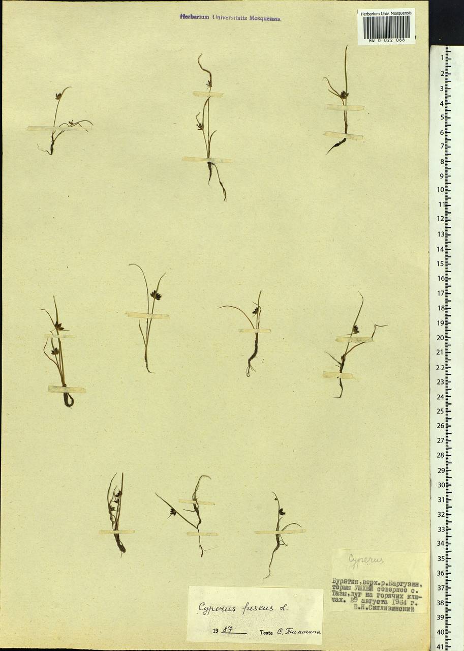 Cyperus fuscus L., Siberia, Baikal & Transbaikal region (S4) (Russia)