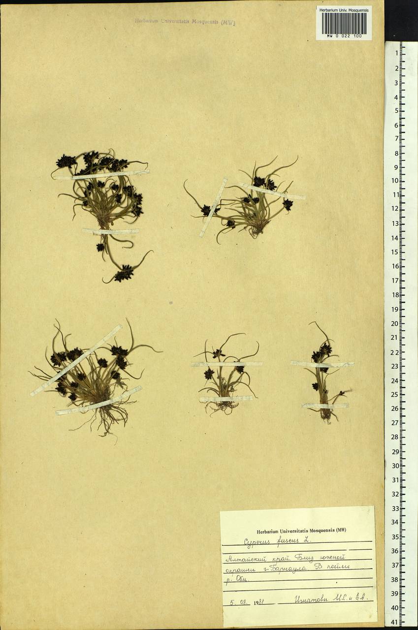 Cyperus fuscus L., Siberia, Altai & Sayany Mountains (S2) (Russia)