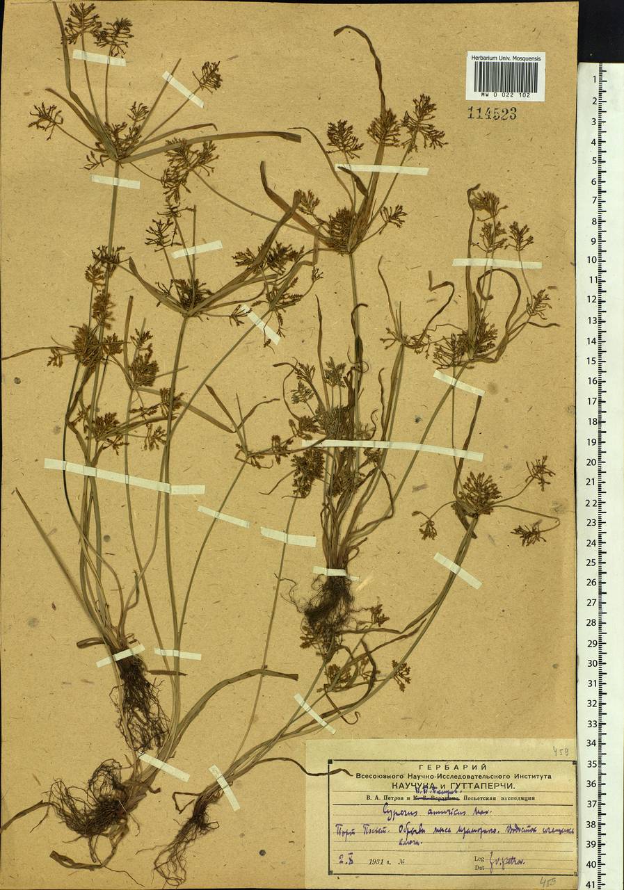 Cyperus amuricus Maxim., Siberia, Russian Far East (S6) (Russia)