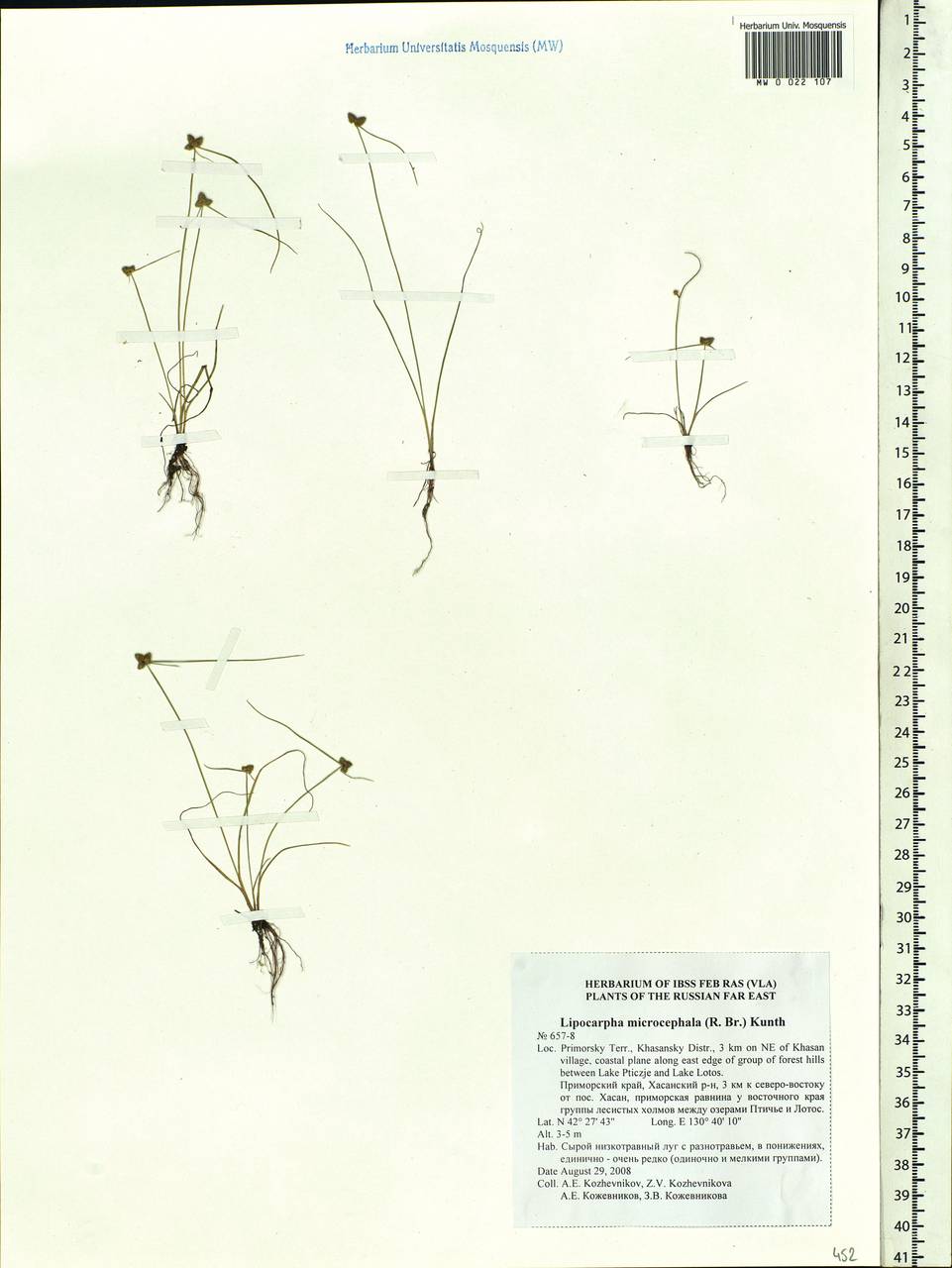Cyperus leptocarpus (F.Muell.) Bauters, Siberia, Russian Far East (S6) (Russia)