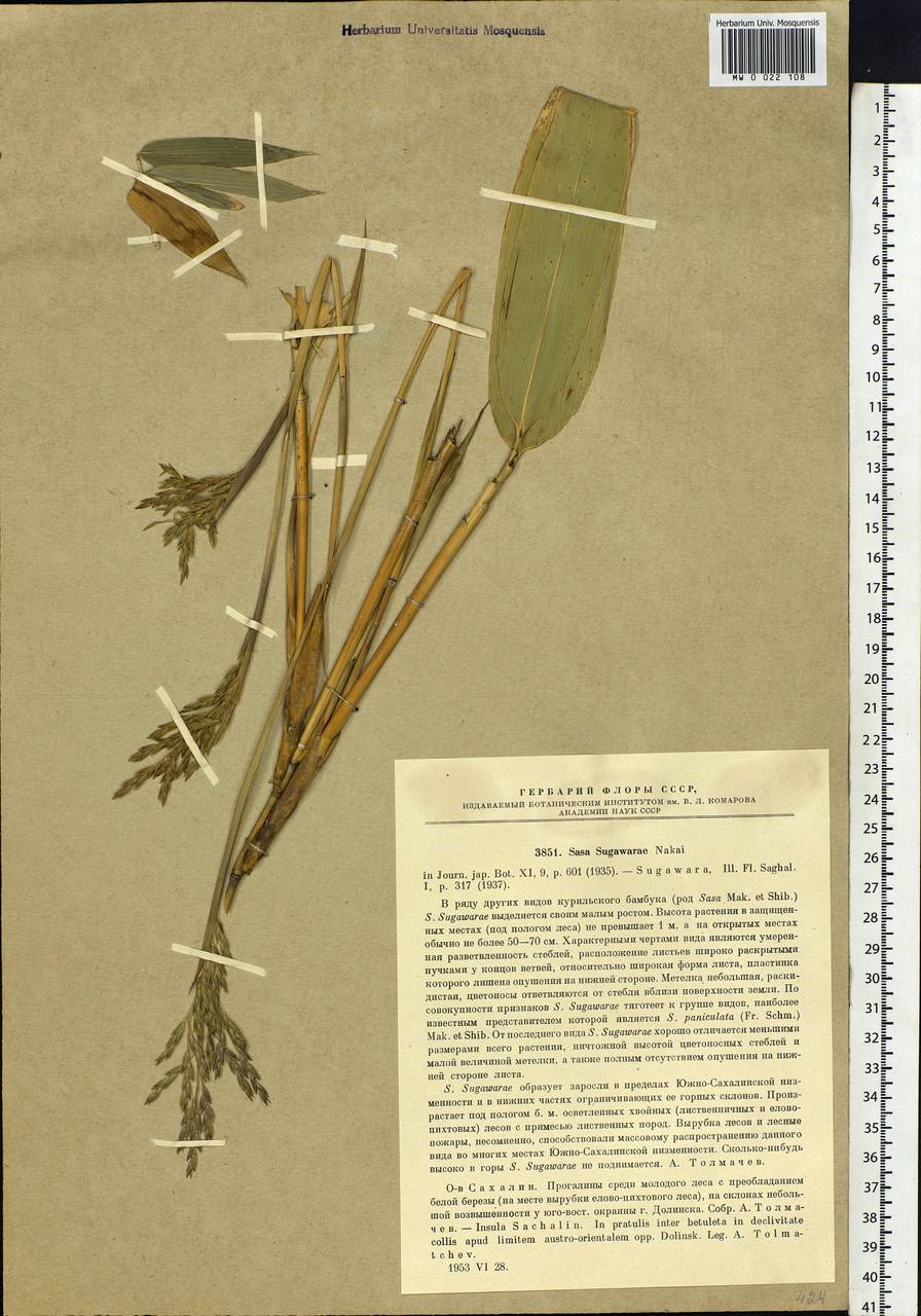 Sasa megalophylla Makino & Uchida, Siberia, Russian Far East (S6) (Russia)