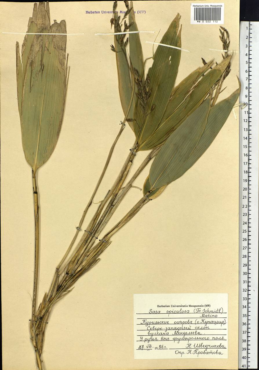 Sasamorpha borealis (Hack.) Nakai, Siberia, Russian Far East (S6) (Russia)