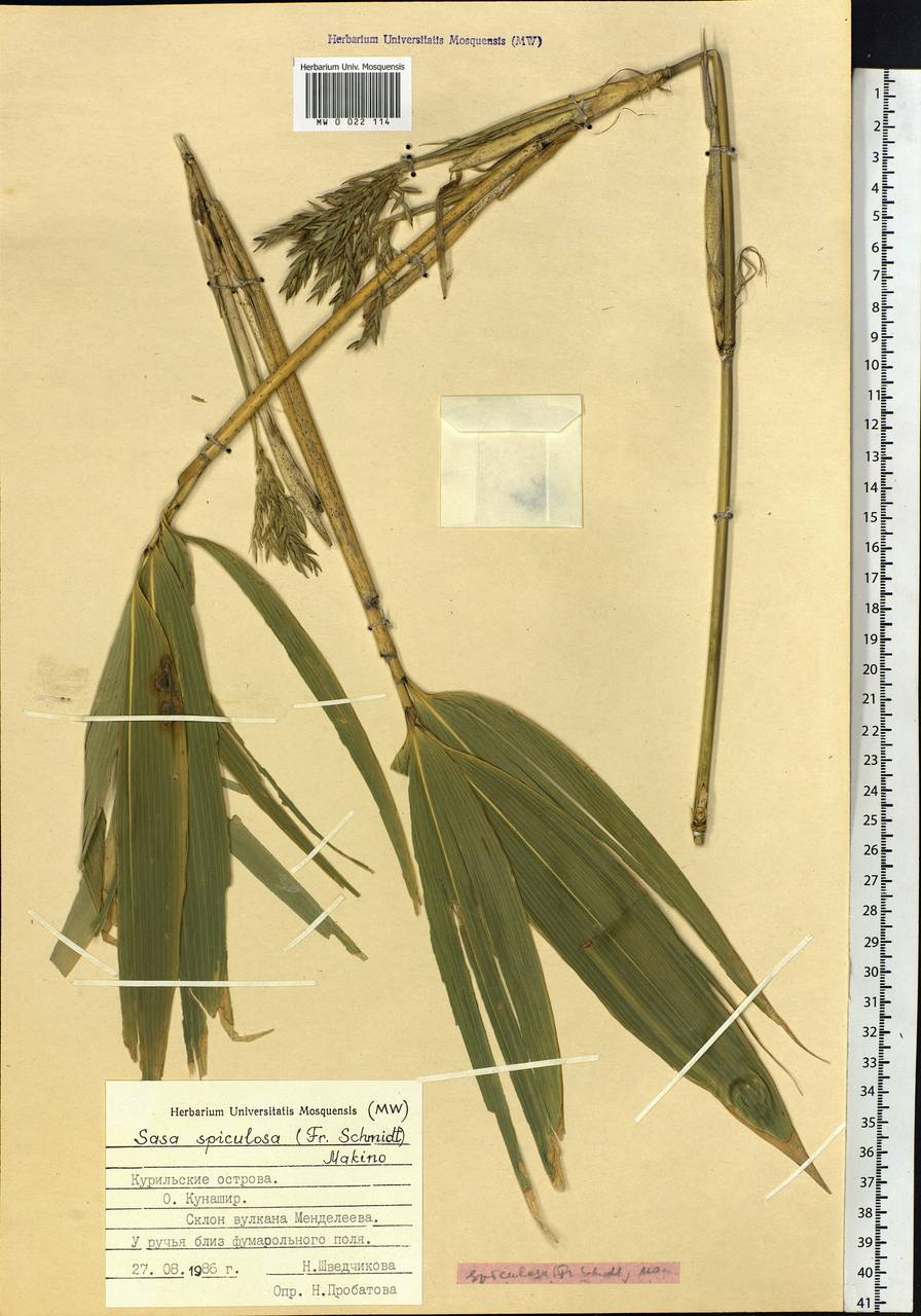 Sasamorpha borealis (Hack.) Nakai, Siberia, Russian Far East (S6) (Russia)