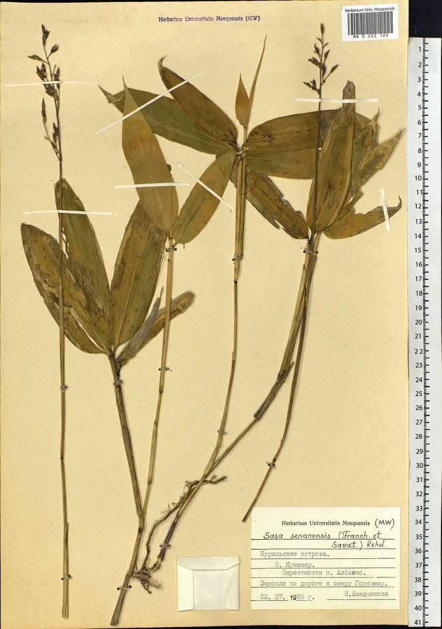 Sasa senanensis (Franch. & Sav.) Rehder, Siberia, Russian Far East (S6) (Russia)