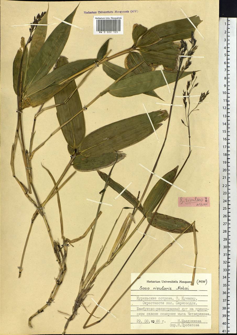 Sasa senanensis (Franch. & Sav.) Rehder, Siberia, Russian Far East (S6) (Russia)