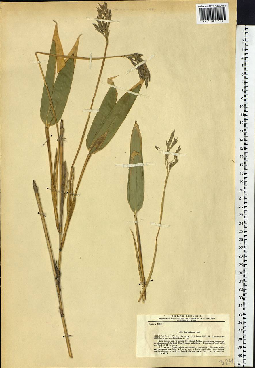 Sasa cernua Makino, Siberia, Russian Far East (S6) (Russia)