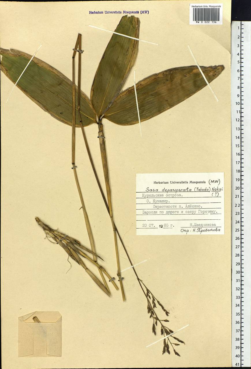 Sasa yahikoensis Makino, Siberia, Russian Far East (S6) (Russia)