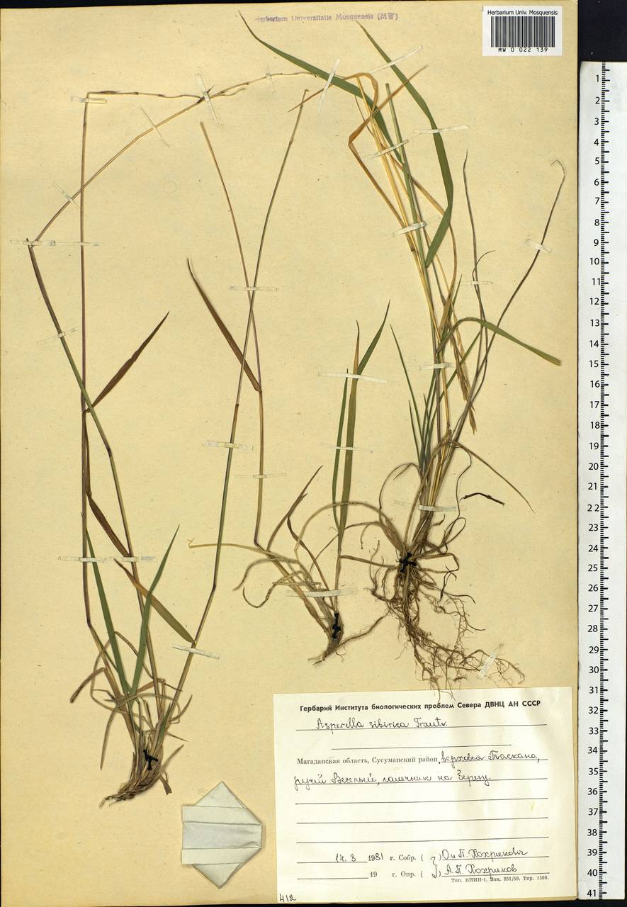 Leymus sibiricus (Trautv.) J.L.Yang & C.Yen, Siberia, Chukotka & Kamchatka (S7) (Russia)