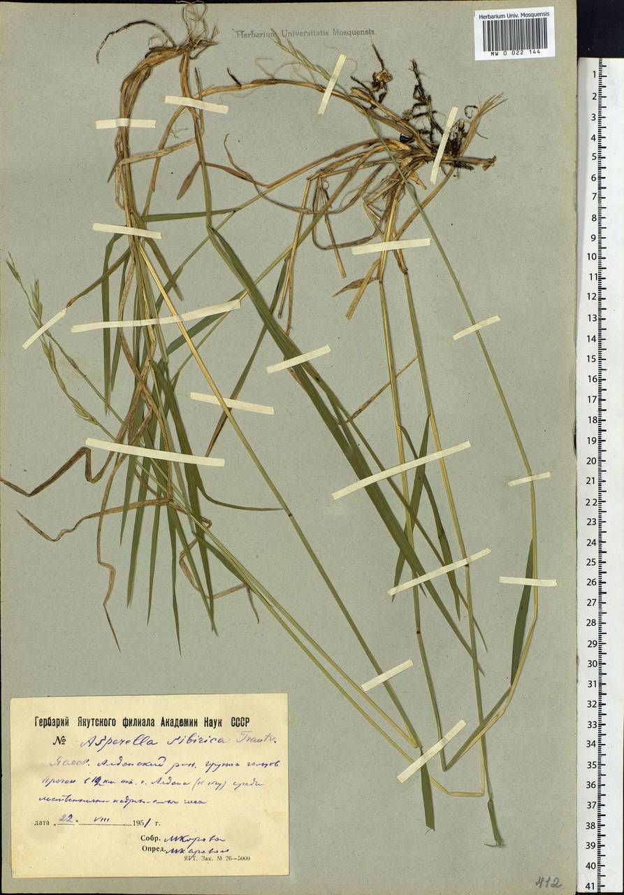 Leymus sibiricus (Trautv.) J.L.Yang & C.Yen, Siberia, Yakutia (S5) (Russia)