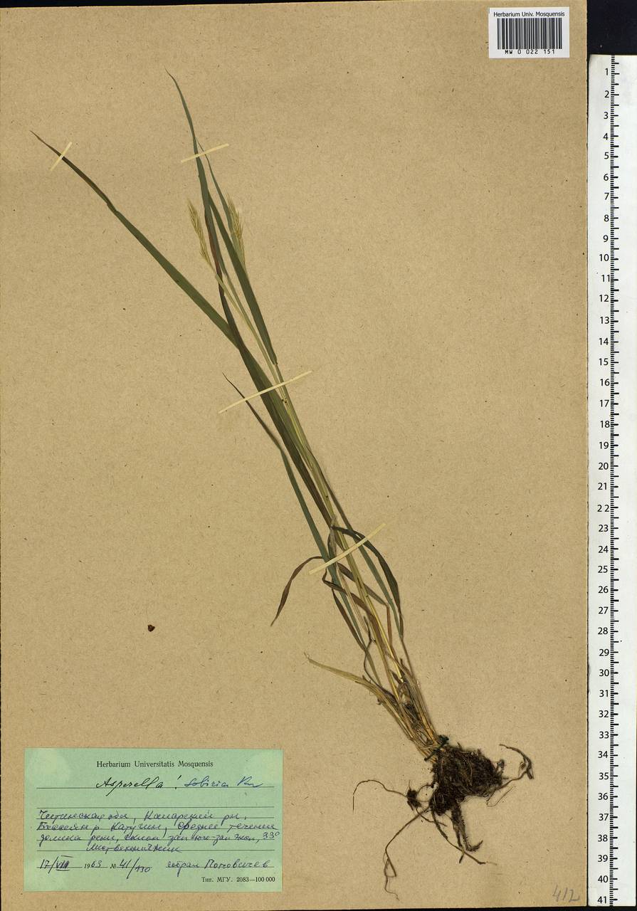 Leymus sibiricus (Trautv.) J.L.Yang & C.Yen, Siberia, Baikal & Transbaikal region (S4) (Russia)