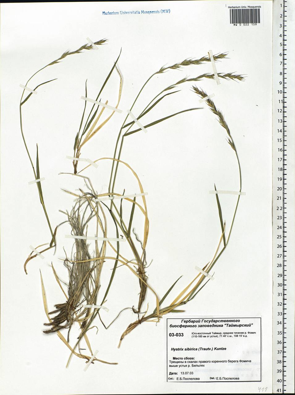 Leymus sibiricus (Trautv.) J.L.Yang & C.Yen, Siberia, Central Siberia (S3) (Russia)