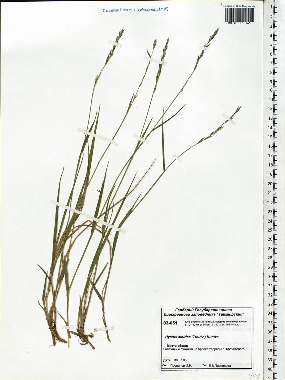 Leymus sibiricus (Trautv.) J.L.Yang & C.Yen, Siberia, Central Siberia (S3) (Russia)