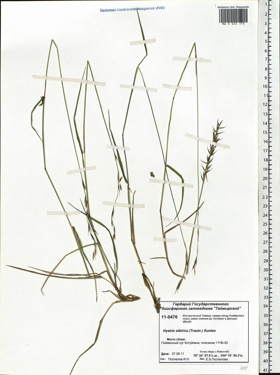 Leymus sibiricus (Trautv.) J.L.Yang & C.Yen, Siberia, Central Siberia (S3) (Russia)