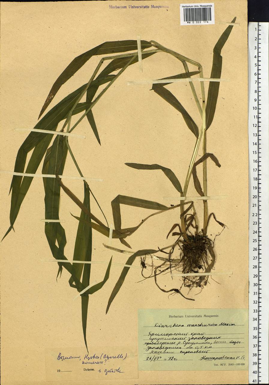 Leymus komarovii (Roshev.) J.L.Yang & C.Yen, Siberia, Russian Far East (S6) (Russia)