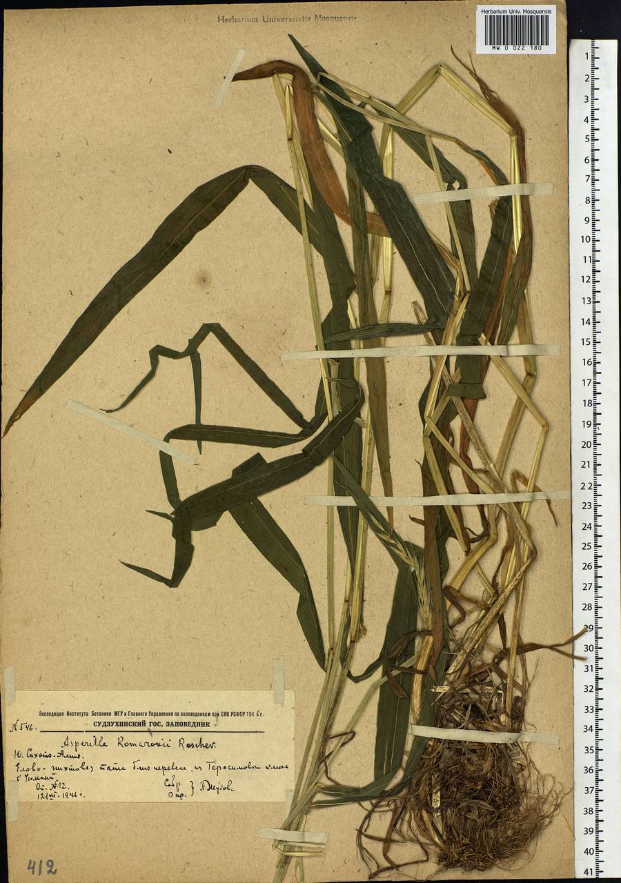 Leymus komarovii (Roshev.) J.L.Yang & C.Yen, Siberia, Russian Far East (S6) (Russia)