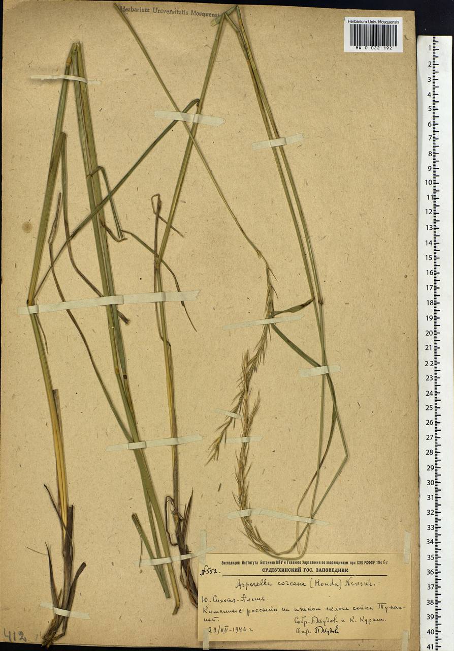 Elymus coreanus Honda, Siberia, Russian Far East (S6) (Russia)