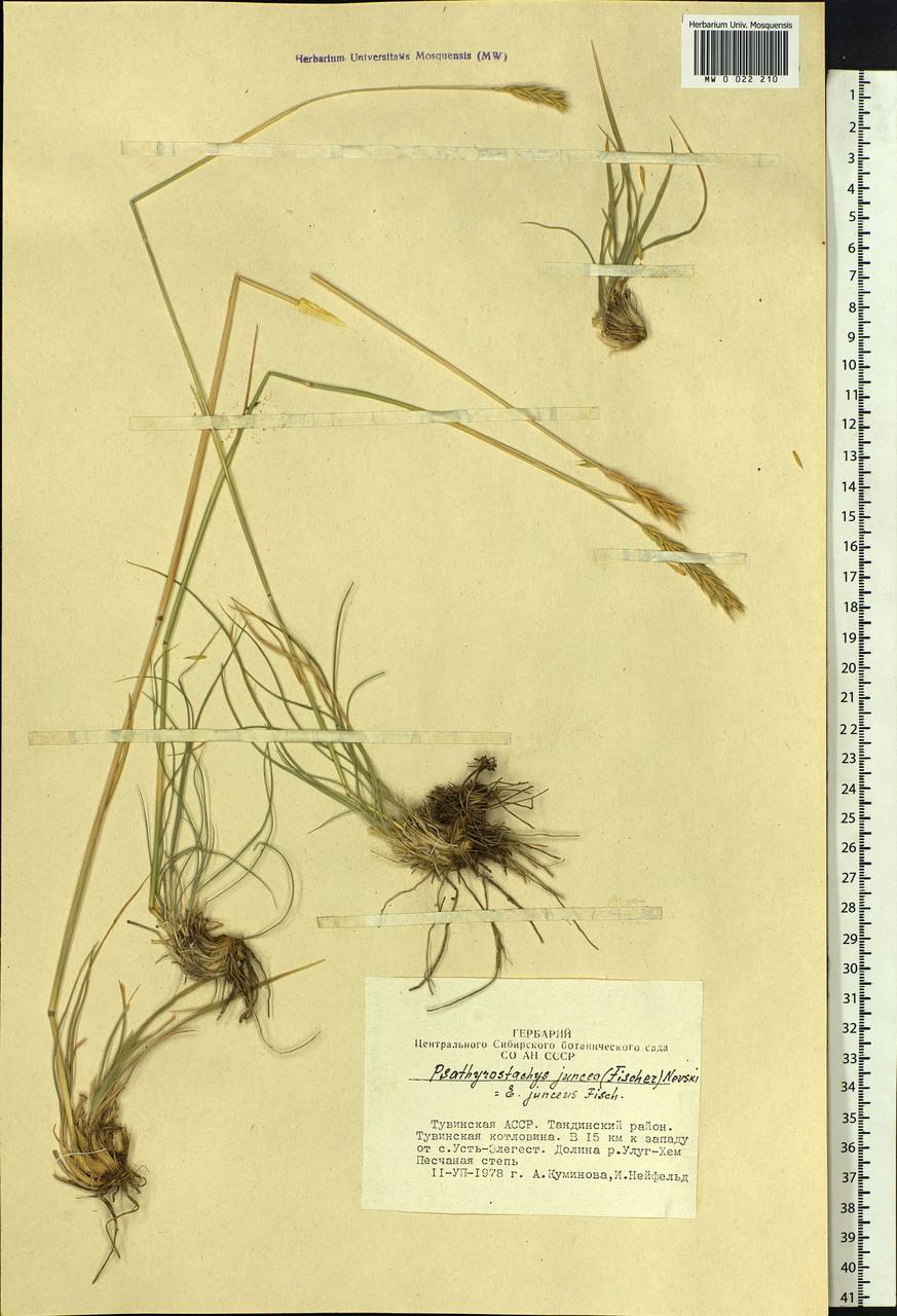 Psathyrostachys juncea (Fisch.) Nevski, Siberia, Altai & Sayany Mountains (S2) (Russia)