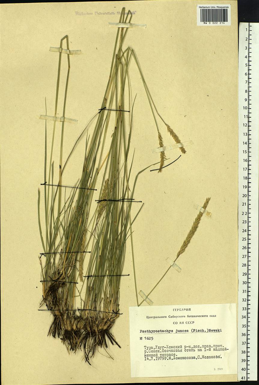 Psathyrostachys juncea (Fisch.) Nevski, Siberia, Altai & Sayany Mountains (S2) (Russia)