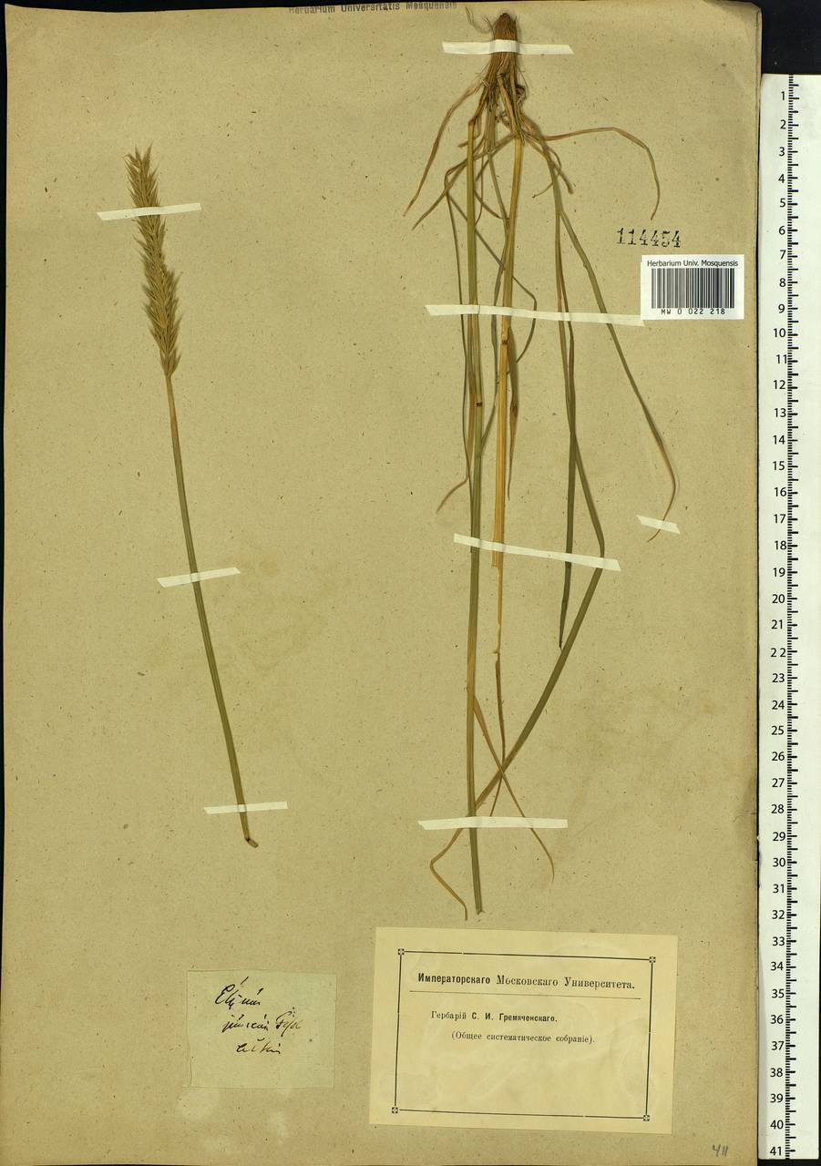 Psathyrostachys juncea (Fisch.) Nevski, Siberia, Altai & Sayany Mountains (S2) (Russia)
