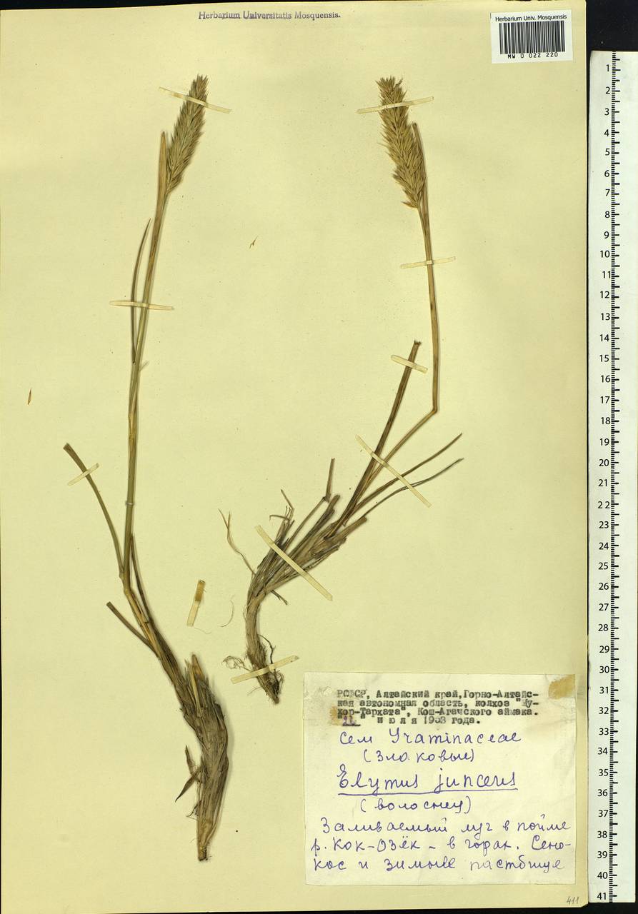 Psathyrostachys juncea (Fisch.) Nevski, Siberia, Altai & Sayany Mountains (S2) (Russia)