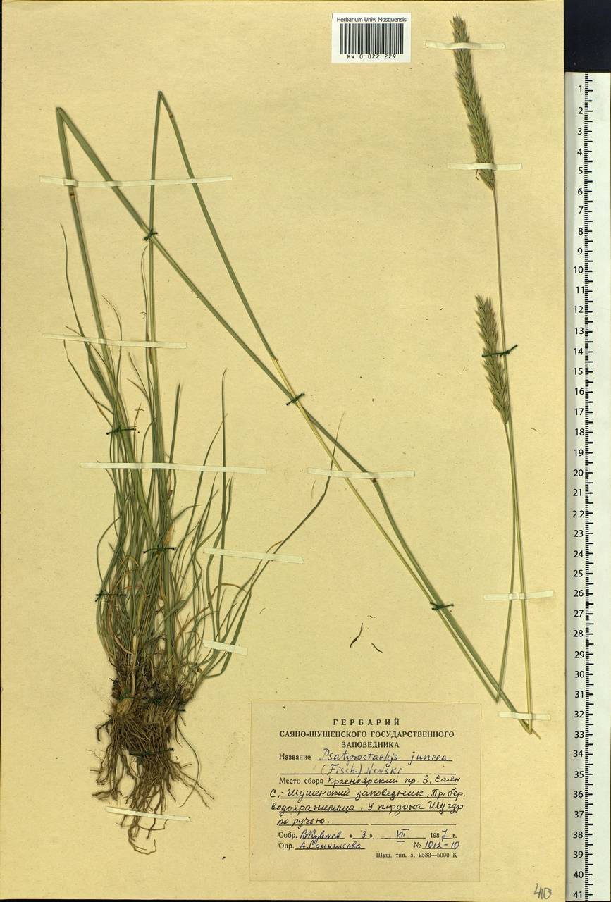 Psathyrostachys juncea (Fisch.) Nevski, Siberia, Altai & Sayany Mountains (S2) (Russia)
