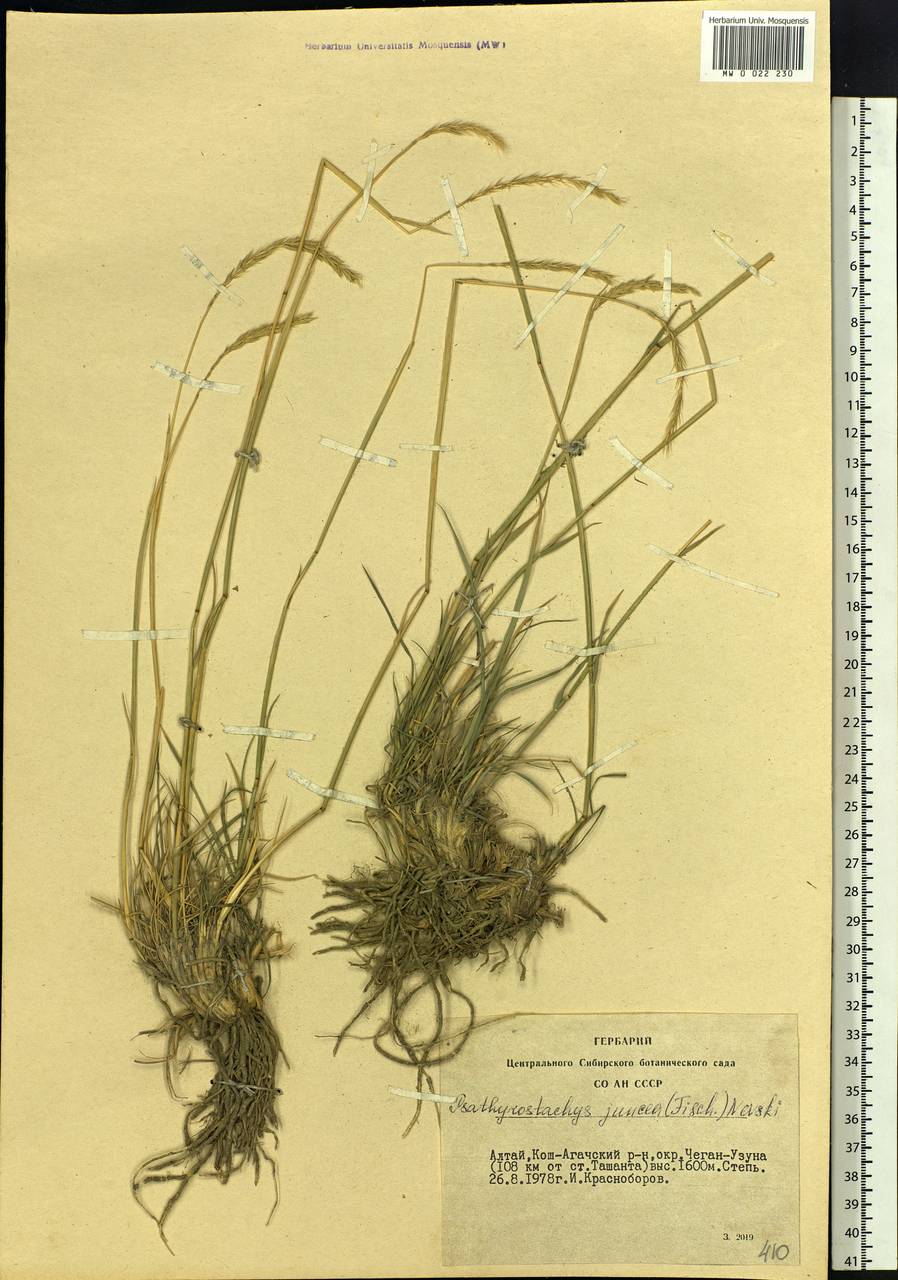 Psathyrostachys juncea (Fisch.) Nevski, Siberia, Altai & Sayany Mountains (S2) (Russia)