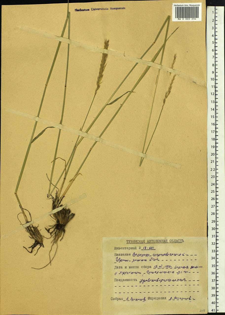 Psathyrostachys juncea (Fisch.) Nevski, Siberia, Altai & Sayany Mountains (S2) (Russia)