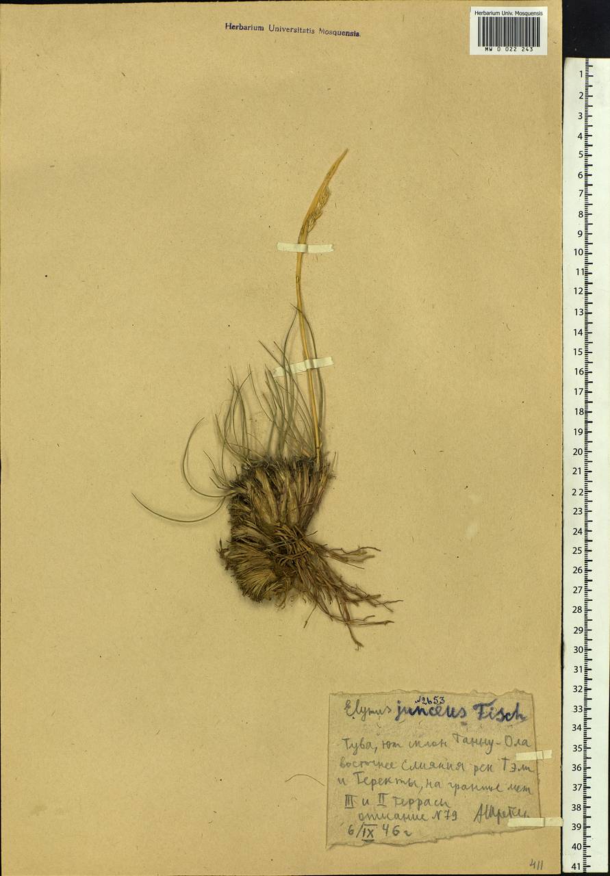 Psathyrostachys juncea (Fisch.) Nevski, Siberia, Altai & Sayany Mountains (S2) (Russia)