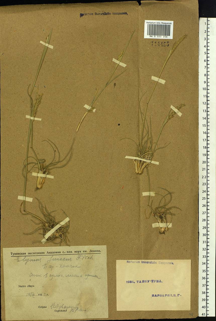 Psathyrostachys juncea (Fisch.) Nevski, Siberia, Altai & Sayany Mountains (S2) (Russia)