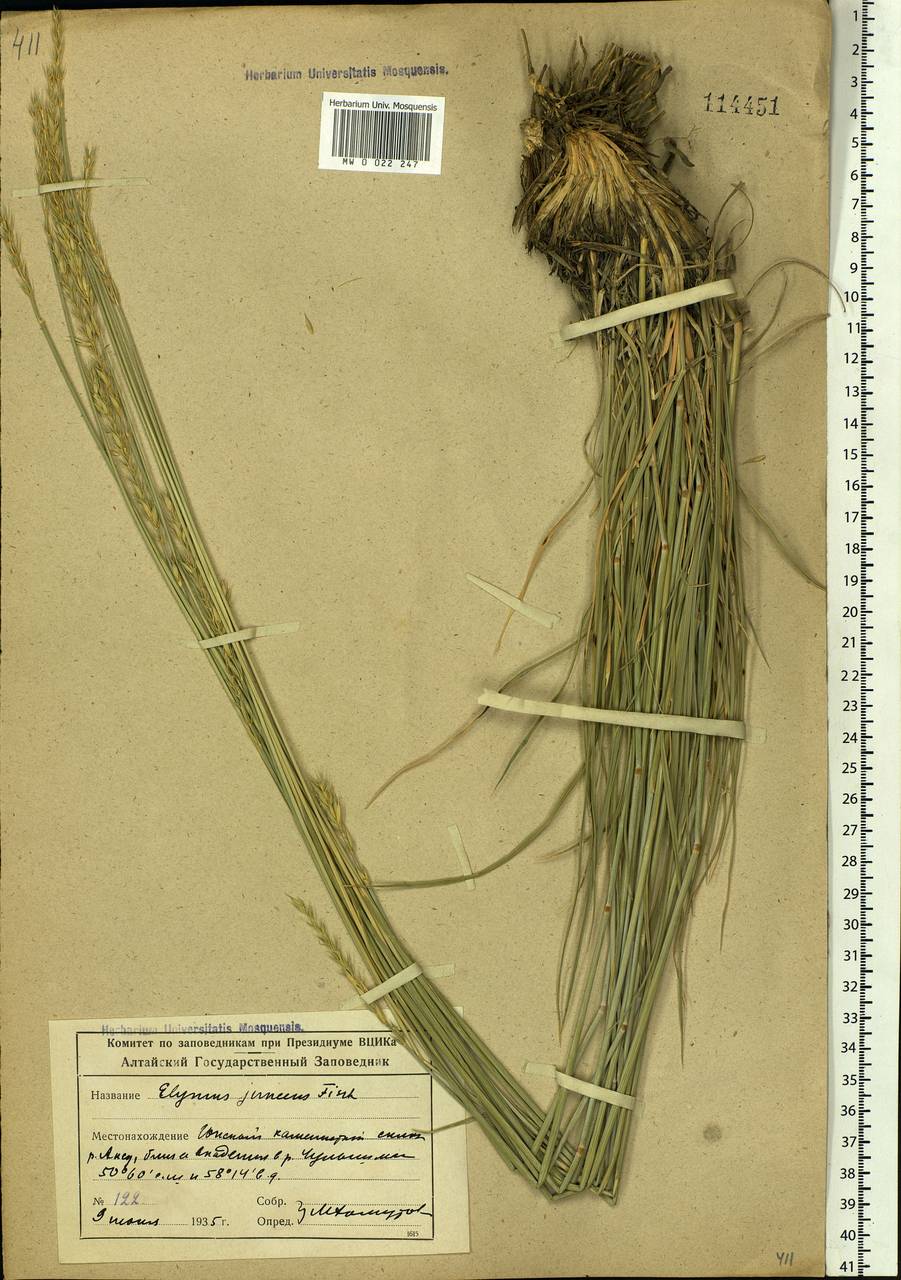 Psathyrostachys juncea (Fisch.) Nevski, Siberia, Altai & Sayany Mountains (S2) (Russia)