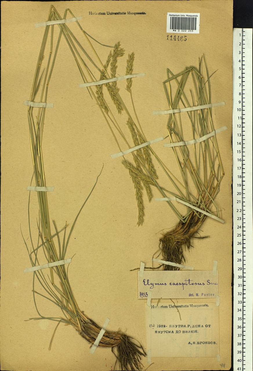 Psathyrostachys juncea (Fisch.) Nevski, Siberia, Yakutia (S5) (Russia)
