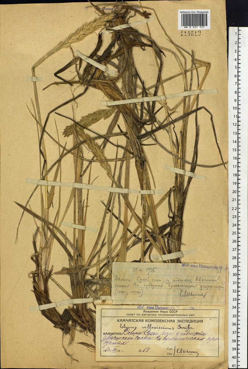 Leymus villosissimus (Scribn.) Tzvelev, Siberia, Chukotka & Kamchatka (S7) (Russia)