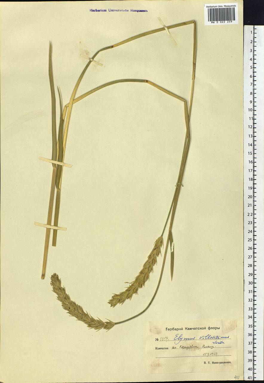 Leymus villosissimus (Scribn.) Tzvelev, Siberia, Chukotka & Kamchatka (S7) (Russia)