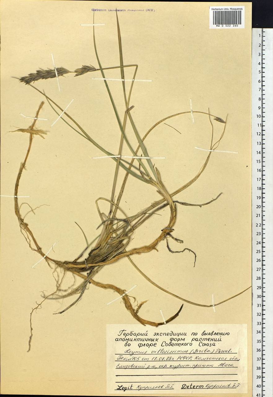 Leymus villosissimus (Scribn.) Tzvelev, Siberia, Chukotka & Kamchatka (S7) (Russia)