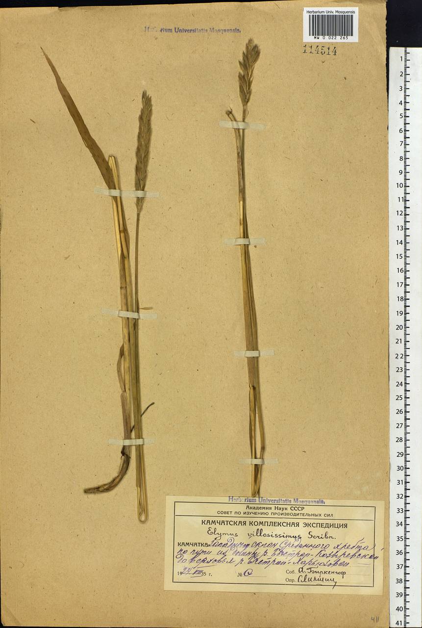 Leymus villosissimus (Scribn.) Tzvelev, Siberia, Chukotka & Kamchatka (S7) (Russia)