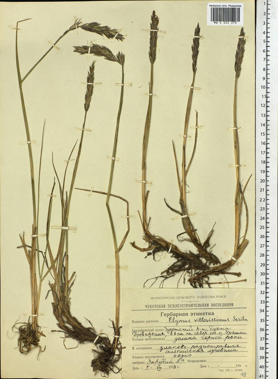 Leymus villosissimus (Scribn.) Tzvelev, Siberia, Chukotka & Kamchatka (S7) (Russia)