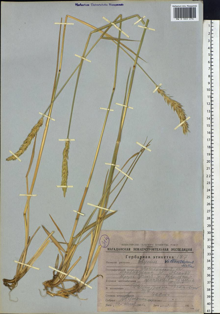 Leymus villosissimus (Scribn.) Tzvelev, Siberia, Chukotka & Kamchatka (S7) (Russia)
