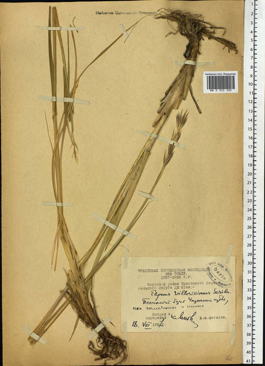 Leymus villosissimus (Scribn.) Tzvelev, Siberia, Chukotka & Kamchatka (S7) (Russia)